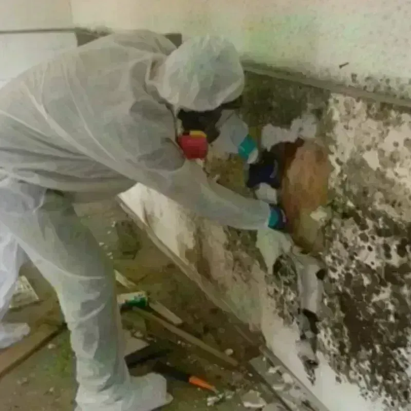 Mold Remediation and Removal in Thomasville, AL